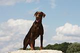 DOBERMANN 1171